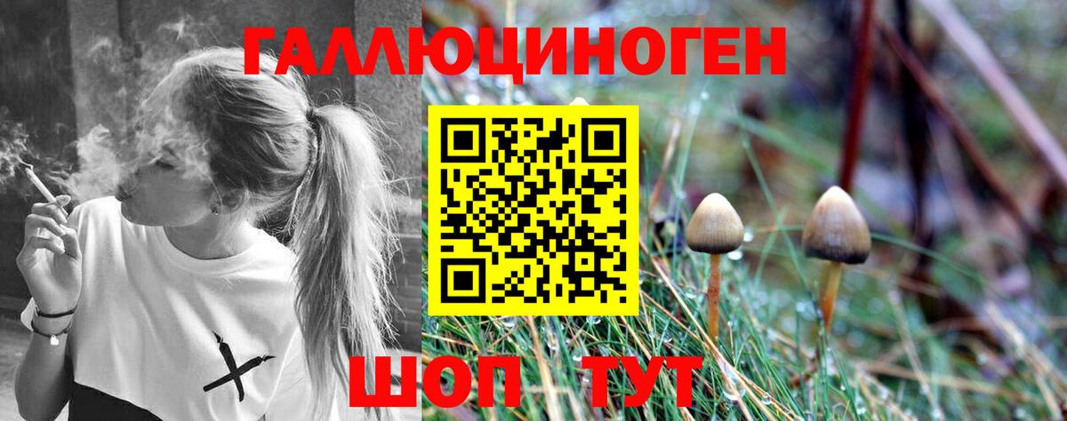 Псилоцибиновые грибы Cubensis Апшеронск